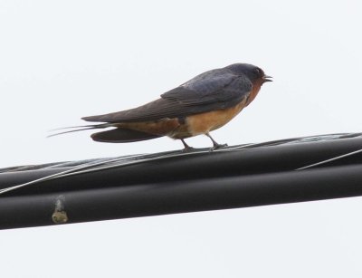 Bluebird female