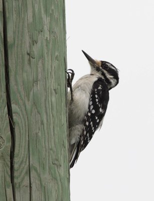 Hairy Woodpecker (6)