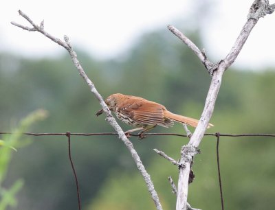 Brown Thraher