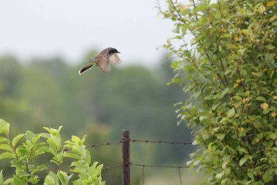 Eastern Kingbird in flight