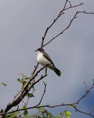 Eastern Kingbird (5)