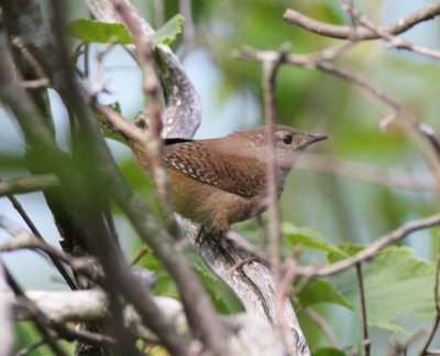 Winter wren