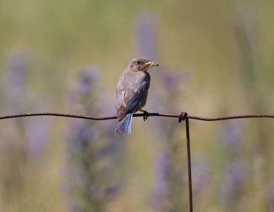Eastern Bluebird female with prey (5)