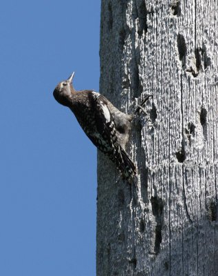Three-toed Woodpecker female (1)