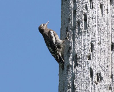 Three-toed Woodpecker female (2)