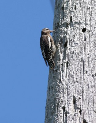 Three-toed Woodpecker female (3)