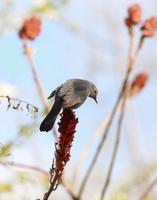 Gray Catbird (5)