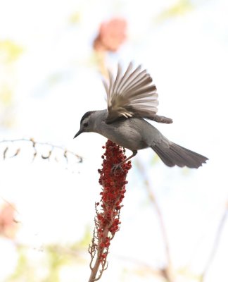 Gray Catbird (6)