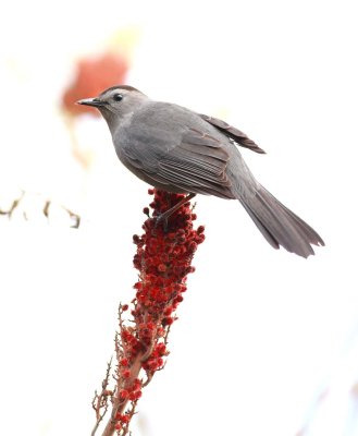 Gray Catbird (7)