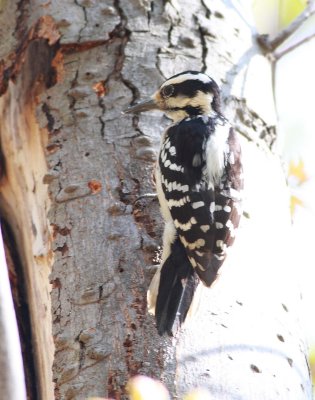 Downy Woodpecker