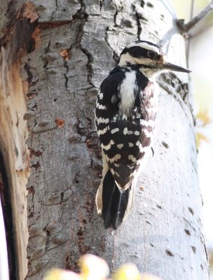 Downy Woodpecker (2)
