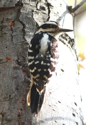 Downy Woodpecker (3)