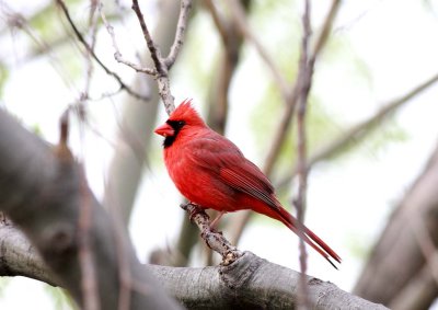 Northern Cardinal (4)