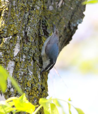 White-breasted Nuthatch (1)