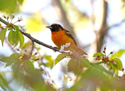 Baltimore Oriole (3)
