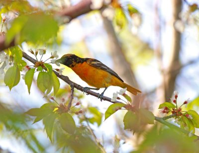 Baltimore Oriole (4)