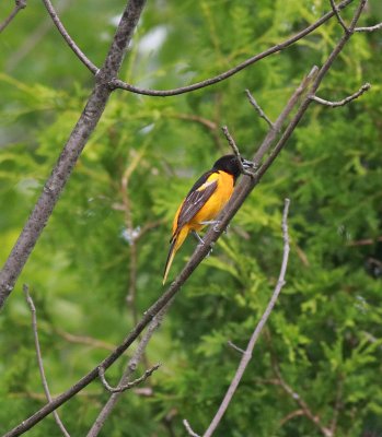 Baltimore Oriole (5)