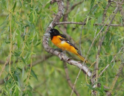 Baltimore Oriole (7)