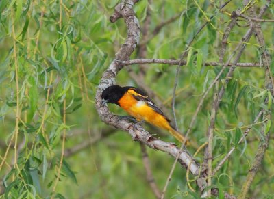 Baltimore Oriole (8)