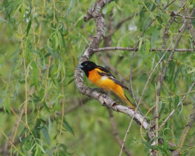 Baltimore Oriole (9)
