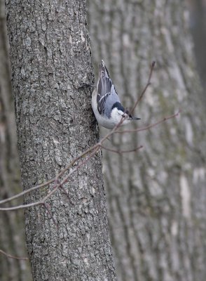 White-breasted Nuthatch (2)