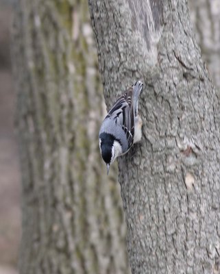White-breasted Nuthatch (3)
