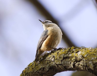 Red-breasted Nuthatch