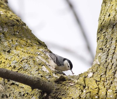 White-breasted Nuthatch (4)
