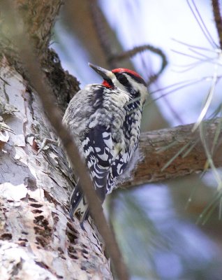 Yellow-bellied Sapsucker