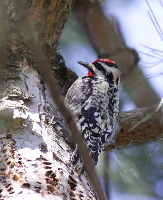 Yellow-bellied Sapsucker (2)