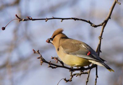 Cedar Waxwing (2)