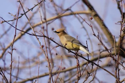 Cedar Waxwing (3)