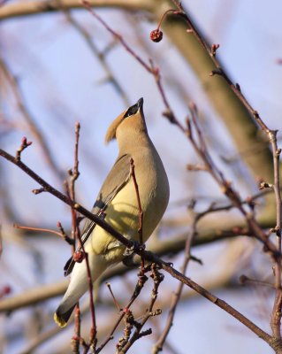Cedar Waxwing (4)