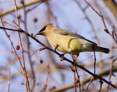 Cedar Waxwing (5)