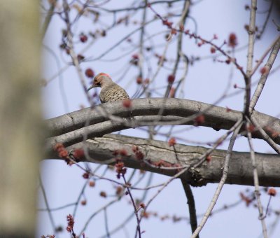 Northern Yellow-shafted Flicker