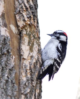Downy Woodpecker (4)
