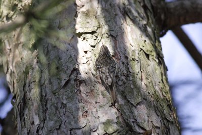 Brown Creeper (2)