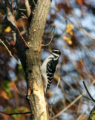 Hairy Woodpecker (7)