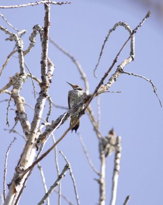 Northern Yellow-shafted Flickers