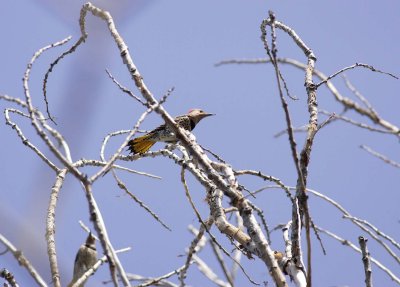 Northern Yellow-shafted Flickers