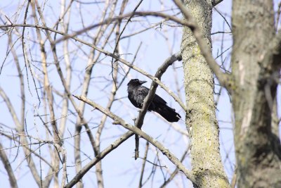 American crow