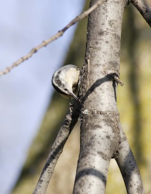 White-breasted Nuthatch (5)