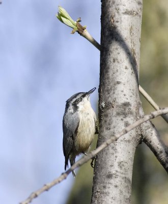 White-breasted Nuthatch (6)