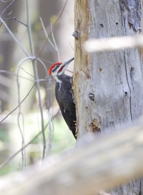 Pileated Woodpecker