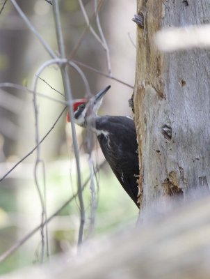 Pileated Woodpecker (2)