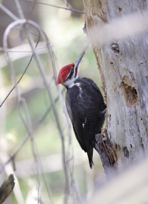 perching_birds