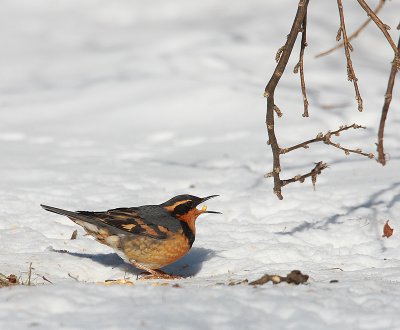 Varied Thrush