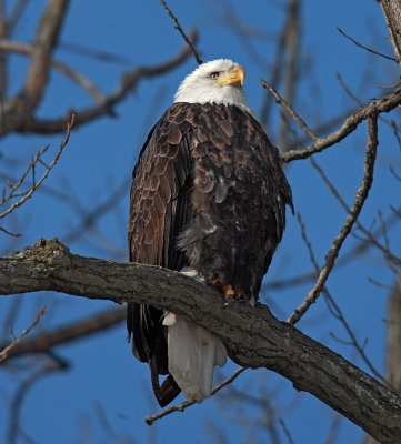 bald_eagles