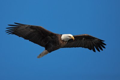 0A6Q5950a.jpg