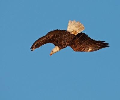 0A6Q6186a.jpg